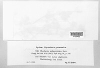 Ramularia sphaeroidea image